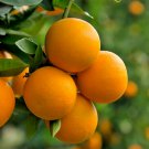 Valencia Orange Tree 24-36" Tall Live Citrus Plant Grafted Gallon Pot Indoor Outdoor Garden Gardenin Valencia Orange Tree 24-36" Tall Live Citrus Plant Grafted Gallon Pot Indoor Outdoor Garden Gardenin
