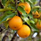 Seville Orange Tree 12-24" Tall Live Citrus Fruit Plant Grafted Potted Indoor Outdoor Garden Gardeni