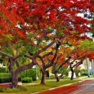 Royal Poinciana Flamboyant Flame Tree 6-12" Tall Live Plant Delonix Regia Indoor Outdoor Garden Gard