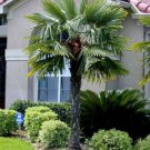 10 Windmill Palm Trees & 10 Seeds 5-8" Tall Live Plants Trachycarpus Fortunei Indoor Outdoor Garden 10 Windmill Palm Trees & 10 Seeds 5-8" Tall Live Plants Trachycarpus Fortunei Indoor Outdoor Garden