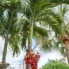 10 Christmas Palm Trees 4-9" Tall Live Plants Seedlings Adonidia Merrillii Indoor Outdoor Garden Gar