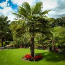 Windmill Palm Tree 18-30" Tall Live Plant Gallon Pot Trachycarpus Fortunei Indoor Outdoor Garden Gar Windmill Palm Tree 18-30" Tall Live Plant Gallon Pot Trachycarpus Fortunei Indoor Outdoor Garden Gar