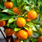 Sunburst Tangerine Tree 26-30" Tall Live Citrus Plant Gallon Pot Grafted Indoor Outdoor Garden Garde
