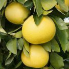 Dwarf Duncan Grapefruit Tree 26-30" Tall Live Indoor Citrus Plant Gallon Pot Indoor Outdoor Garden G Dwarf Duncan Grapefruit Tree 26-30" Tall Live Indoor Citrus Plant Gallon Pot Indoor Outdoor Garden G