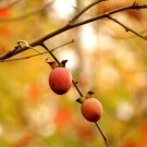 6 American Persimmon Trees 8-12" Tall Live Bareroot Plants Diospyros Virginiana Indoor Outdoor Garde