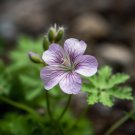10 Wild Geranium Roots Cranesbill Spotted Purple Flower Geranium Maculatum Indoor Outdoor Garden Gar 10 Wild Geranium Roots Cranesbill Spotted Purple Flower Geranium Maculatum Indoor Outdoor Garden Gar