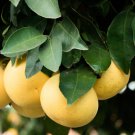 Duncan Grapefruit Tree 36-48" Tall Live Citrus Plant Ships Potted Grafted Indoor Outdoor Garden Gard