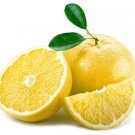 White Marsh Seedless Grapefruit Tree 26-30" Tall Live Citrus Plant Gallon Pot Indoor Outdoor Garden White Marsh Seedless Grapefruit Tree 26-30" Tall Live Citrus Plant Gallon Pot Indoor Outdoor Garden