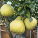 Hirado Buntan Pummelo Tree 26-30" Tall Live Plant Gallon Pot Citrus Maxima Indoor Outdoor Garden Gar