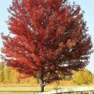 Sun Valley Red Maple Tree 8-14" Tall 25" Pot Live Plant Ships Potted Indoor Outdoor Garden Gardening Sun Valley Red Maple Tree 8-14" Tall 25" Pot Live Plant Ships Potted Indoor Outdoor Garden Gardening
