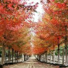 Sun Valley Red Maple Tree 12-24" Tall Quart Pot Live Plant Ships Potted Indoor Outdoor Garden Garden