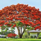 Royal Poinciana Flamboyant Flame Tree 3-6" Tall Live Plant Delonix Regia Indoor Outdoor Garden Garde Royal Poinciana Flamboyant Flame Tree 3-6" Tall Live Plant Delonix Regia Indoor Outdoor Garden Garde