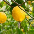 Bearss Lemon Tree 24-36" Tall Live Citrus Plant Gallon Pot Grafted Indoor Outdoor Garden Gardening