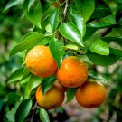 Shiranui Sumo Mandarin Dekopon Tangerine Tree 26-30" Tall Live Citrus Plant Indoor Outdoor Garden Ga
