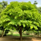Indian Curry Leaf Tree 4-8" Tall Starter Live Plant 4" Pot Murraya Koenigii Indoor Outdoor Garden Ga Indian Curry Leaf Tree 4-8" Tall Starter Live Plant 4" Pot Murraya Koenigii Indoor Outdoor Garden Ga