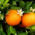 Washington Navel Orange Tree 26-30" Tall Live Citrus Plant 1 Gallon Pot Indoor Outdoor Garden Garden