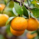 Dwarf Frost Owari Satsuma Mandarin Tree 12-24" Tall Live Citrus Plant Potted Indoor Outdoor Garden G