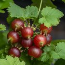 Jostaberry Gooseberry Shrub 6" Tall Seedling Live Plant Hardy Fruit Bush Indoor Outdoor Garden Garde