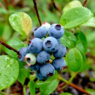 5 Bluejay Northern Highbush Blueberry Bushes 18-24" Tall 3 Year Old Plants Indoor Outdoor Garden Gar