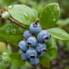 2 Bluejay Northern Highbush Blueberry Bushes 18-24" Tall 3 Year Old Plants Indoor Outdoor Garden Gar