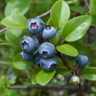 Bluejay Northern Highbush Blueberry Bush 18-24" Tall 3 Year Old Live Plant Indoor Outdoor Garden Gar