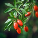 Goji Berry Shrub Bush 24" Tall Seedling Live Plant Potted Lycium Barbarum Indoor Outdoor Garden Gard