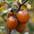 Chocolate Persimmon Tree 24-36" Tall Live Plant Ships Potted Diospyros Kaki Indoor Outdoor Garden Ga