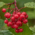 Highbush Cranberry 12-14" Tall Live Plant Bare Root Viburnum Trilobum Indoor Outdoor Garden Gardenin