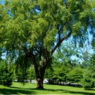 River Birch Tree 36" Tall Live Plant 3 Foot Bareroot Seedling Betula Nigra Indoor Outdoor Garden Gar River Birch Tree 36" Tall Live Plant 3 Foot Bareroot Seedling Betula Nigra Indoor Outdoor Garden Gar