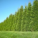15 Thuja Green Giant Arborvitae Trees 12-18" Tall Live Plants 3" Pots Indoor Outdoor Garden Gardenin