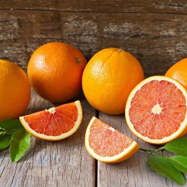 Cara Cara Red Navel Orange Tree 2630" Tall Live Citrus Plant Gallon