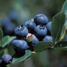 6 Duke Blueberry Bushes Shrubs 18-24" Tall 3 Year Old Live Plants Indoor Outdoor Garden Gardening
