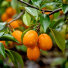Meiwa Kumquat Tree 12-24" Tall Live Plant Grafted Citrus Potted Indoor Outdoor Garden Gardening