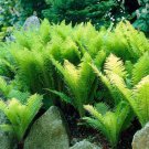 3 Tennessee Ostrich Glade Fern Rhizomes Root Systems Matteuccia Struthiopteris Indoor Outdoor Garden