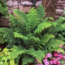 3 Lady Fern Roots Root Systems Common Ladyfern Plants Athyrium Filix-Femina Indoor Outdoor Garden Ga