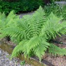 20 Lady Fern Roots Root Systems Common Ladyfern Plants Athyrium Filix-Femina Indoor Outdoor Garden G
