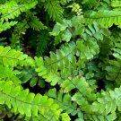 20 Maidenhair Spleenwort Fern Rhizomes Roots Live Plants Asplenium Trichomanes Indoor Outdoor Garden