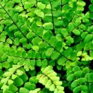 10 Maidenhair Spleenwort Fern Rhizomes Roots Live Plants Asplenium Trichomanes Indoor Outdoor Garden