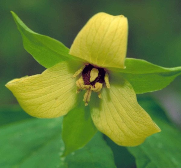 10 Yellow Trillium Root Systems Bulbs Wildflower Yellow Wake Robin T Luteum Indoor Outdoor Garden Ga