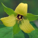 10 Yellow Trillium Root Systems Bulbs Wildflower Yellow Wake Robin T Luteum Indoor Outdoor Garden Ga