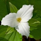 20 White Trillium Bulbs Bare Root Wood Lily Wild Flower Trillium Graniflorium Indoor Outdoor Garden 20 White Trillium Bulbs Bare Root Wood Lily Wild Flower Trillium Graniflorium Indoor Outdoor Garden
