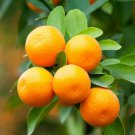 Dwarf Brown Select Satsuma Orange Tree 26-30" Tall Live Citrus Plant Gal Pot Indoor Outdoor Garden G Dwarf Brown Select Satsuma Orange Tree 26-30" Tall Live Citrus Plant Gal Pot Indoor Outdoor Garden G