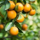 Pineapple Orange Tree 20-28" Tall Live Plant Grafted Citrus Gallon Pot Indoor Outdoor Garden Gardeni
