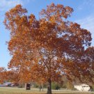 American Sycamore Tree 36" Tall Seedling Live Plant Platanus Occidentalis Indoor Outdoor Garden Gard