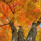 Sugar Maple Tree 24-36" Tall Seedling 2-3 Ft Tall Live Plant Acer Saccharum Indoor Outdoor Garden Ga Sugar Maple Tree 24-36" Tall Seedling 2-3 Ft Tall Live Plant Acer Saccharum Indoor Outdoor Garden Ga