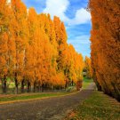 Hybrid Poplar Tree 24-36" Tall Live Plant Ships Bareroot Populus Deltoid Indoor Outdoor Garden Garde