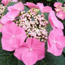 Fasan Hydrangea Shrub Bush 8-12" Tall Seedling Live Plant Quart Pot Indoor Outdoor Garden Gardening