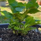 Goliath Hydrangea Shrub Bush 8-12" Tall Seedling Live Plant Quart Pot Indoor Outdoor Garden Gardenin Goliath Hydrangea Shrub Bush 8-12" Tall Seedling Live Plant Quart Pot Indoor Outdoor Garden Gardenin