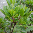 Bay Leaf Tree 6-10" Tall Live Plant 3" Pot Sweet Bay Laurel Laurus Nobilis Indoor Outdoor Garden Gar