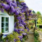 Blue Japanese Wisteria Vine 12-18" Tall Live Plant 25" Pot W Floribunda Indoor Outdoor Garden Garden